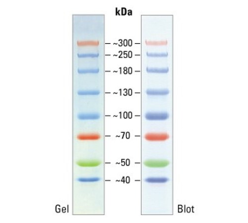 Маркеры белковые молекулярного веса, предокрашенные, Spectra, 40-300 кДа, 8 полос, Thermo FS